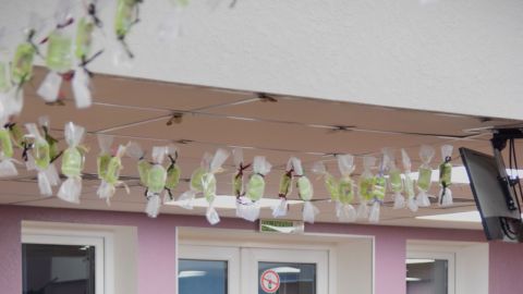 Встреча сестёр