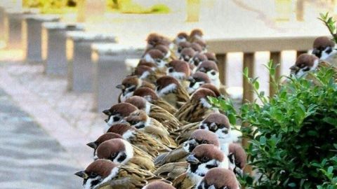 Бог любит малых воробьёв